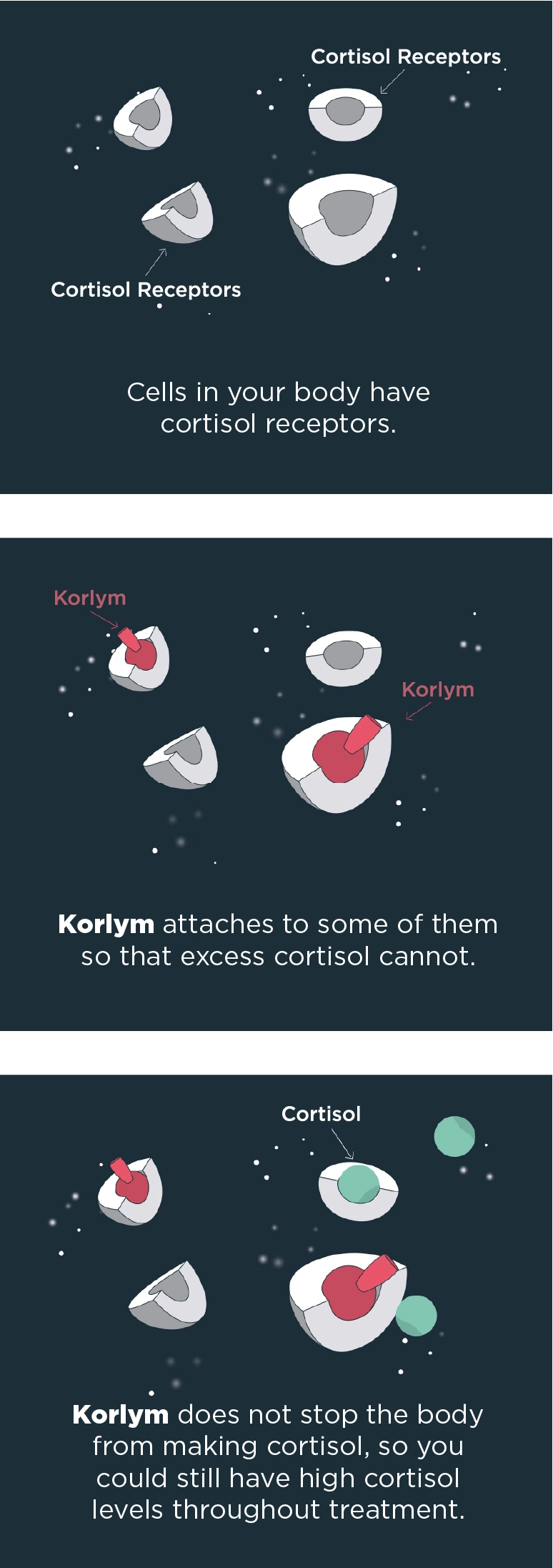 Three animated graphics that show the progression of how Korlym attaches to the cortisol receptors to limit cortisol activity in your body